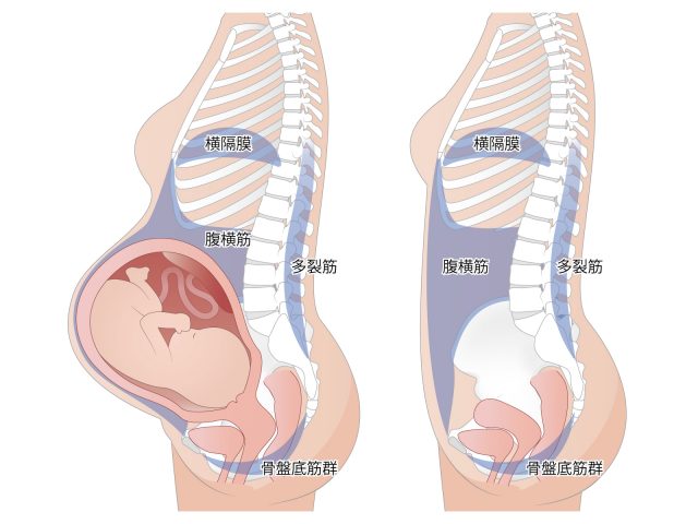 妊娠時ママの姿勢の変化